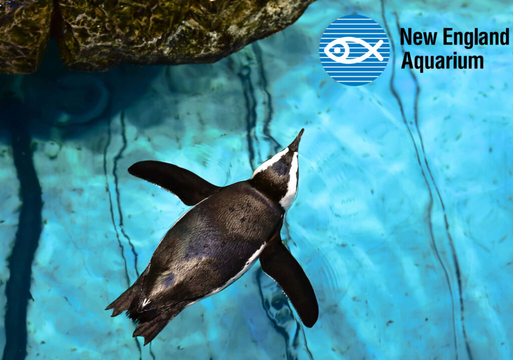 New England Aquarium and SeaAhead Whitepaper